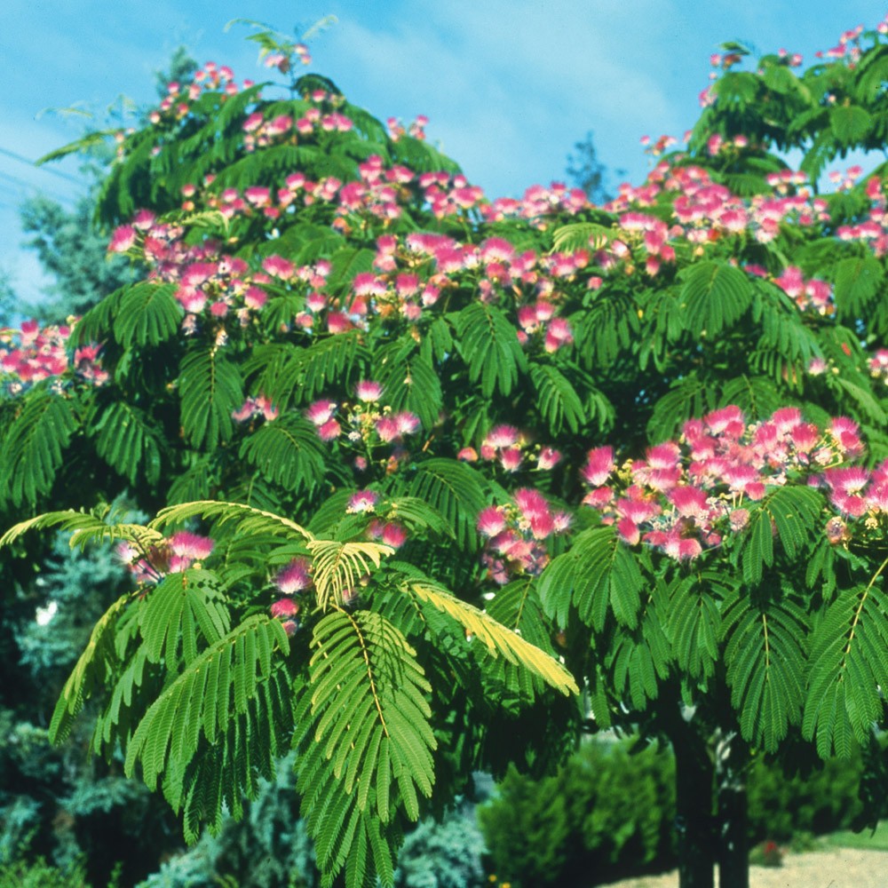 ALBIZIA JULIBRISSIN ROSEA MIMOSA DI COSTANTINOPOLI VASO DA 14CM
