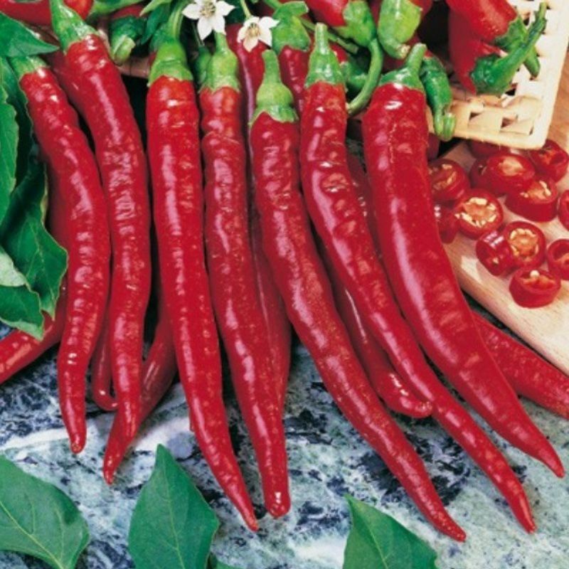 3 PIANTE IN VASO Ø10CM DI PEPERONCINO CORTO CAYENNA RED DEVIL