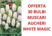 OFFERTA 30 BULBI DI MUSCARI AUCHERI WHITE MAGIC