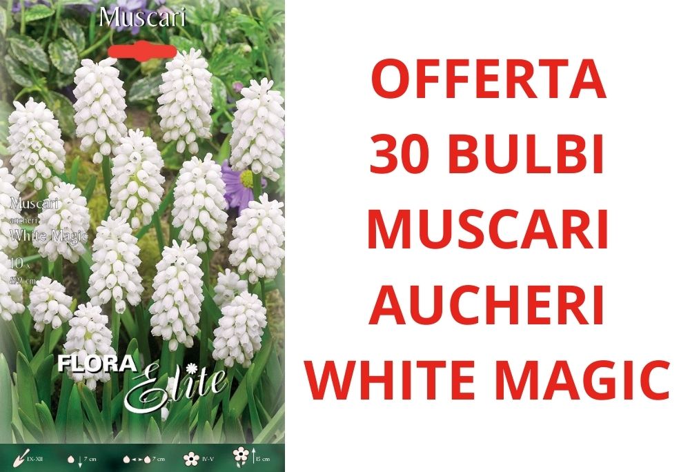 OFFERTA 30 BULBI DI MUSCARI AUCHERI WHITE MAGIC