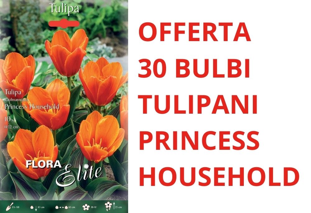 OFFERTA 30 BULBI DI TULIPANO KAUFMANNIANA PRINCESS HOUSEHOLD
