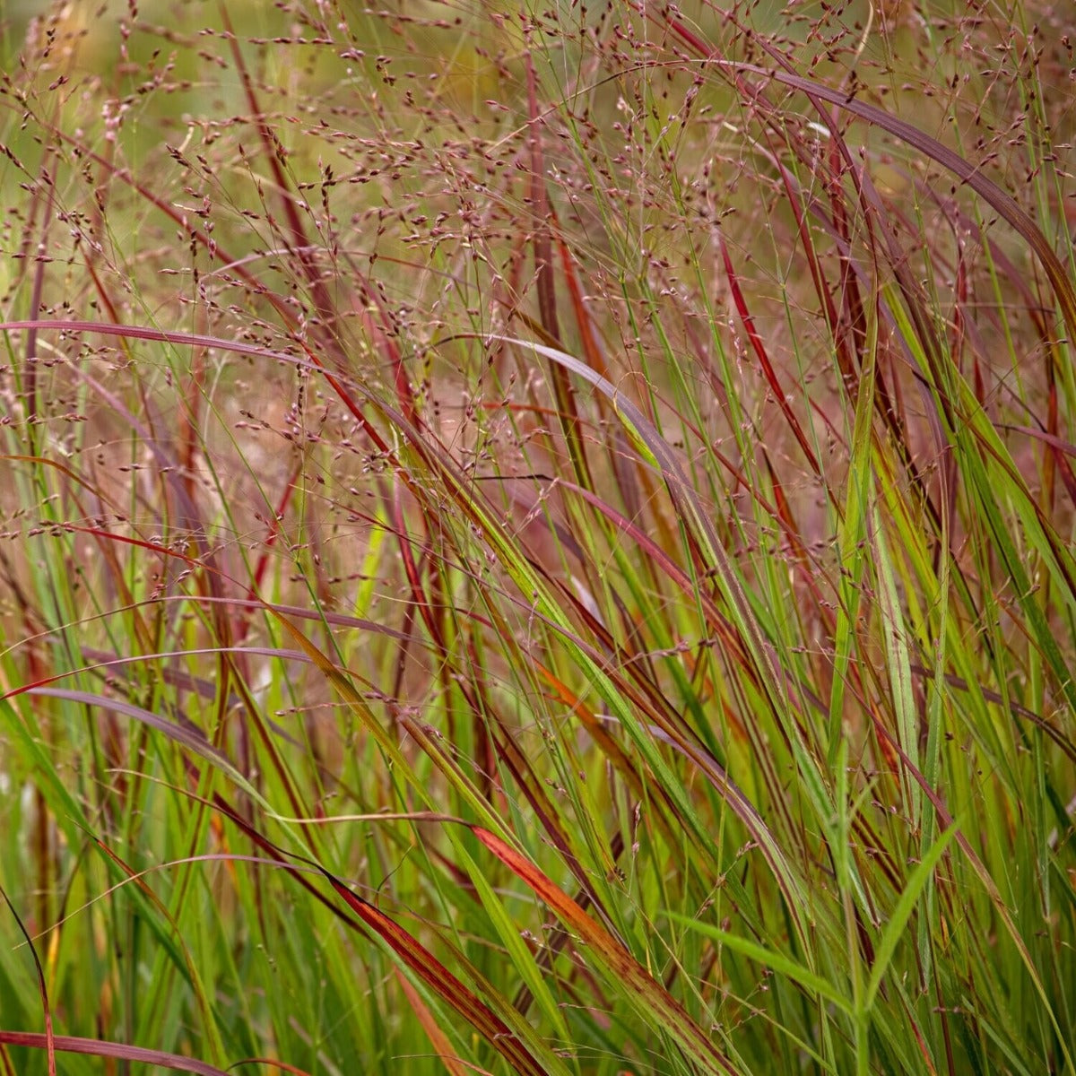 PANICUM VIRGATUM OXBLOOD AUTUMN IN VASO 18CM