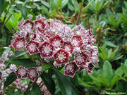 KALMIA LATIFOLIA STERNTALER IN VASO 21CM