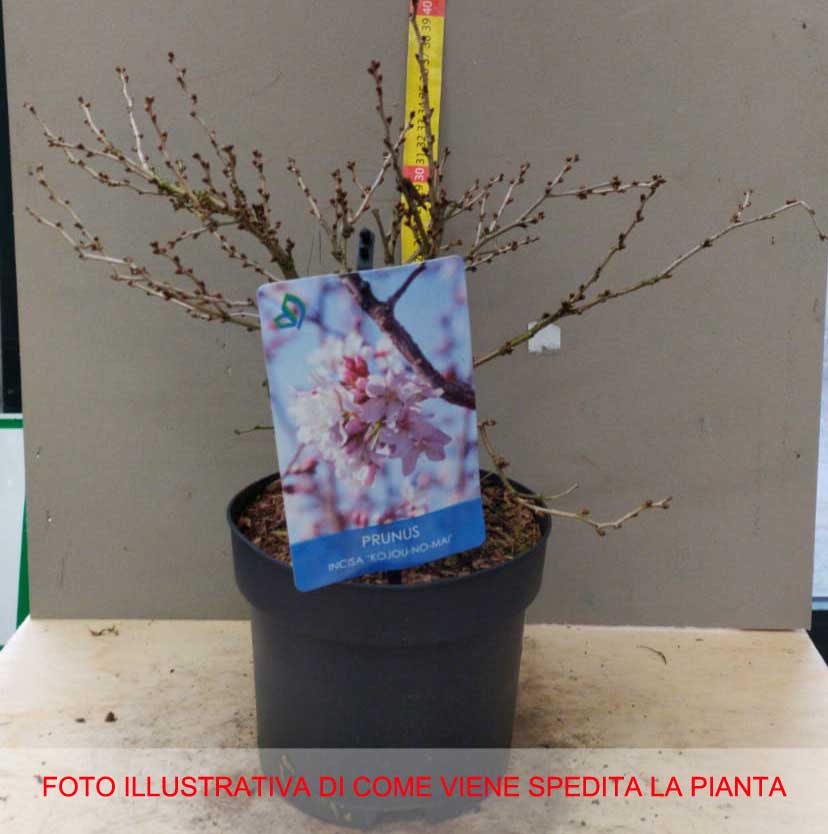 PRUNUS INCISA KOJOU NO MAI CILIEGIO DA FIORE IN VASO 17CM