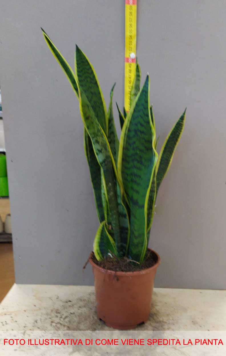 SANSEVIERIA LAURENTII IN VASO 14CM