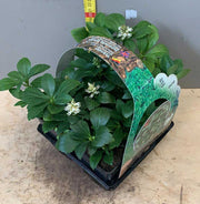 BOX 4 PIANTE PACHISANDRA GREEN CARPET