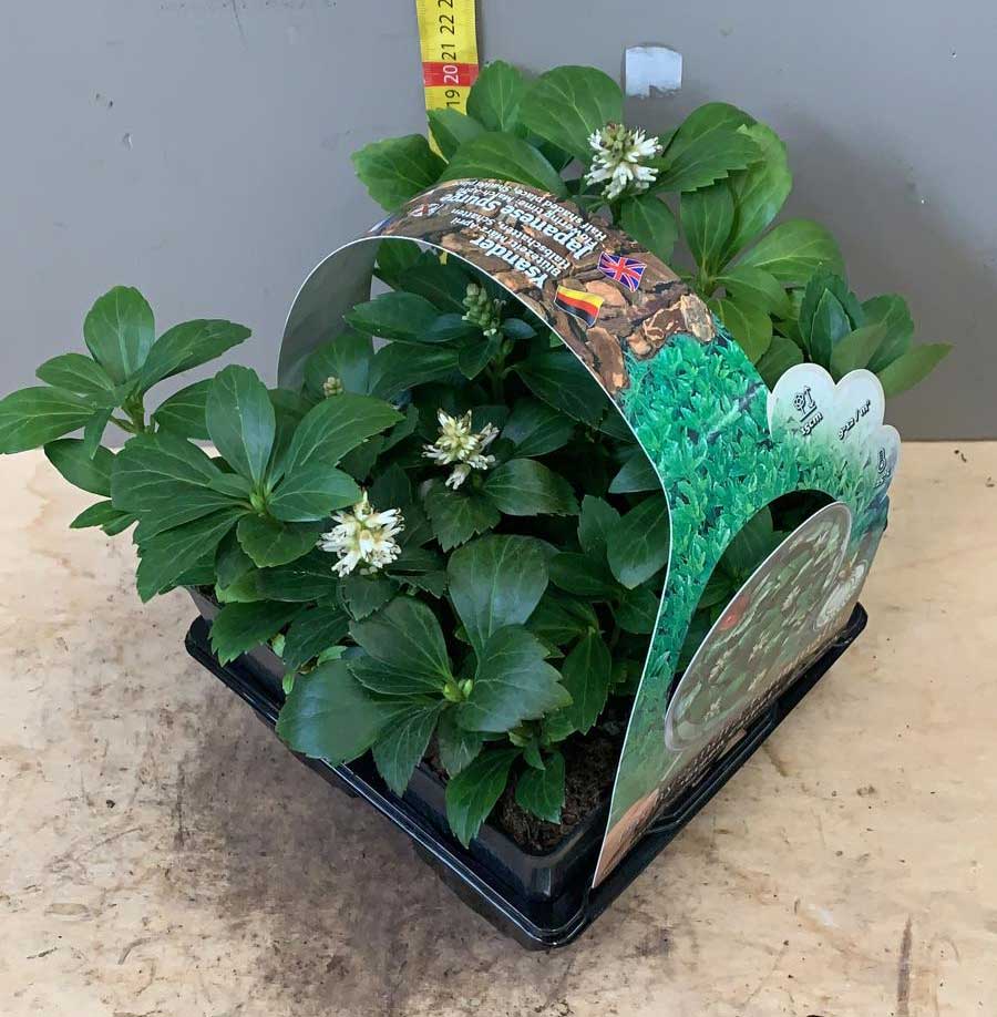 BOX 4 PIANTE PACHISANDRA GREEN CARPET