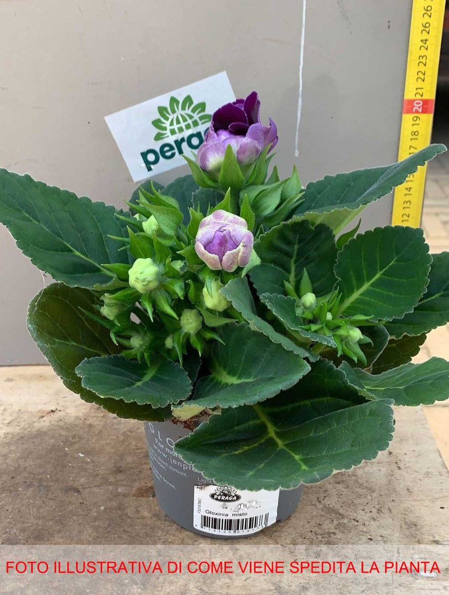 GLOXINIA COLORE ASSORTITO IN VASO 11CM