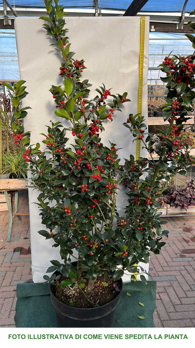 ILEX AGRIFOGLIO MESERVEAE BLUE MAID VASO 28CM H110CM
