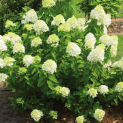 ORTENSIA HYDRANGEA PANICULATA DA COLLEZIONE LITTLE LIME VASO 11CM