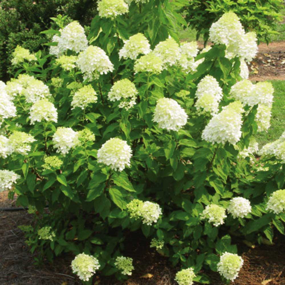ORTENSIA HYDRANGEA PANICULATA DA COLLEZIONE LITTLE LIME VASO 11CM