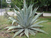 AGAVE AMERICANA VASO 20CM
