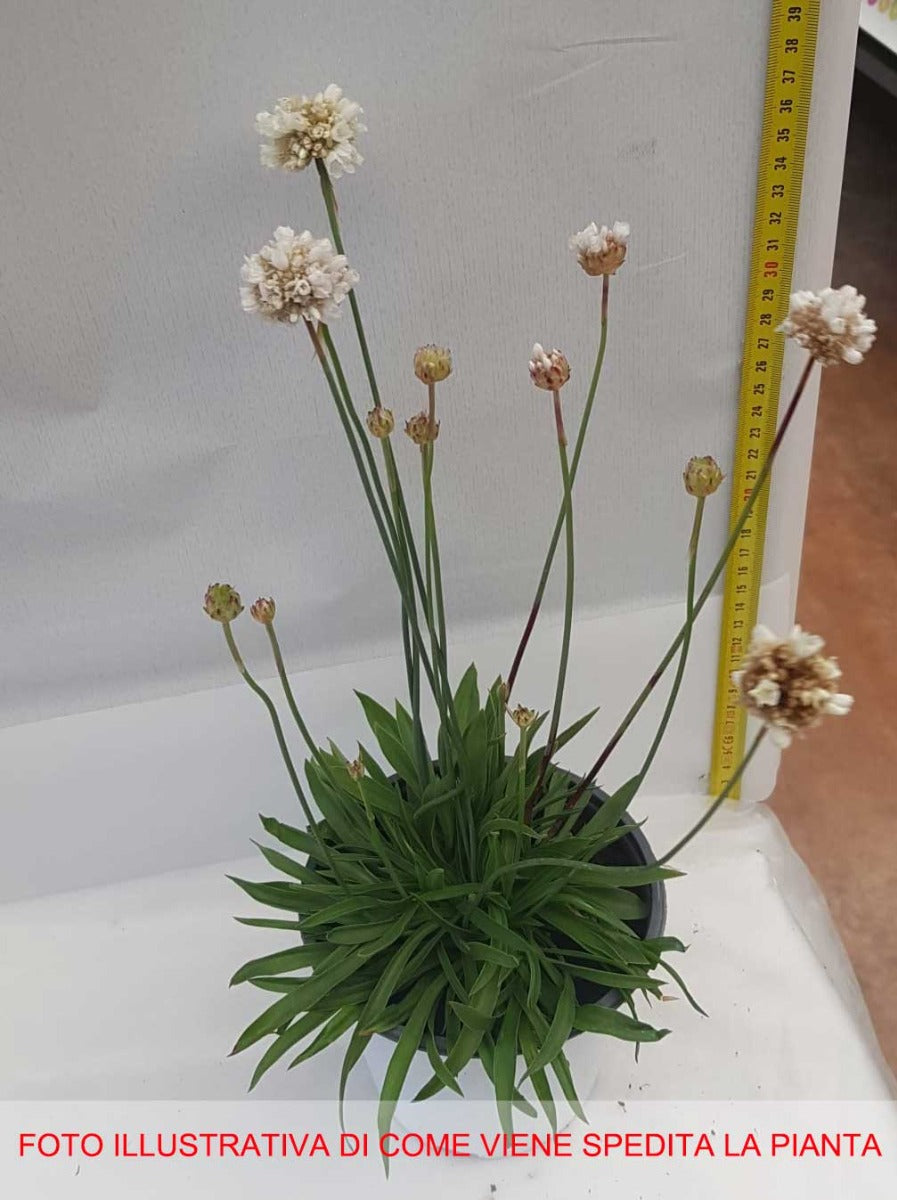 ARMERIA BALLERINA VASO 14CM COLORE ASSORTITO