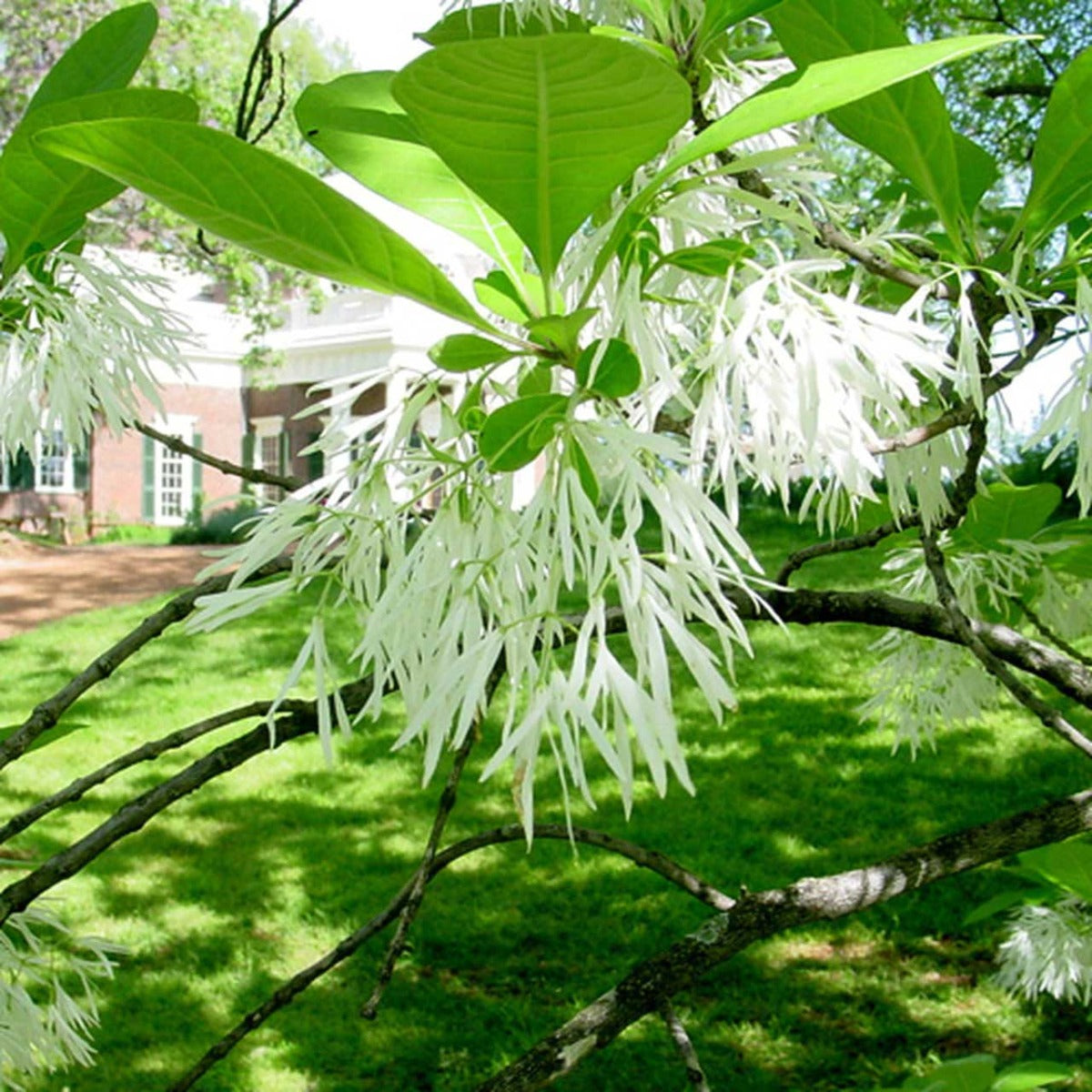 CHIONANTHUS VIRGINICUS ALBERO DELLA NEVE VASO 24CM