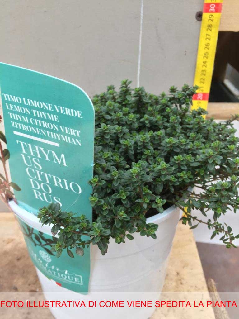 THYMUS CITRIODORUS VERDE AL LIMONE IN VASO 18CM