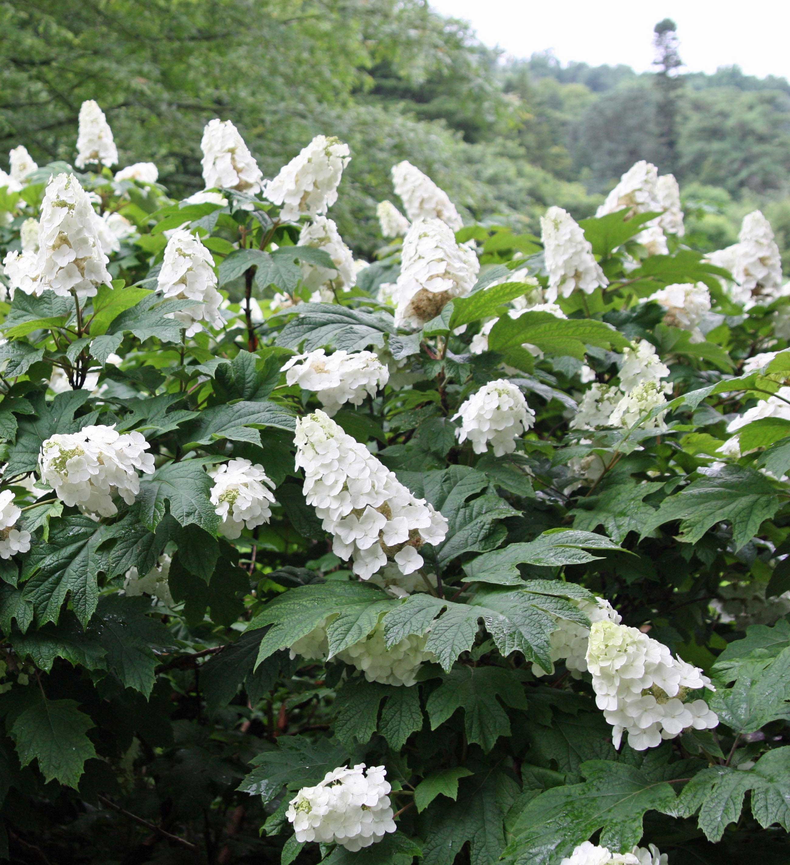 ORTENSIA HYDRANGEA QUERCIFOLIA VASO 18CM