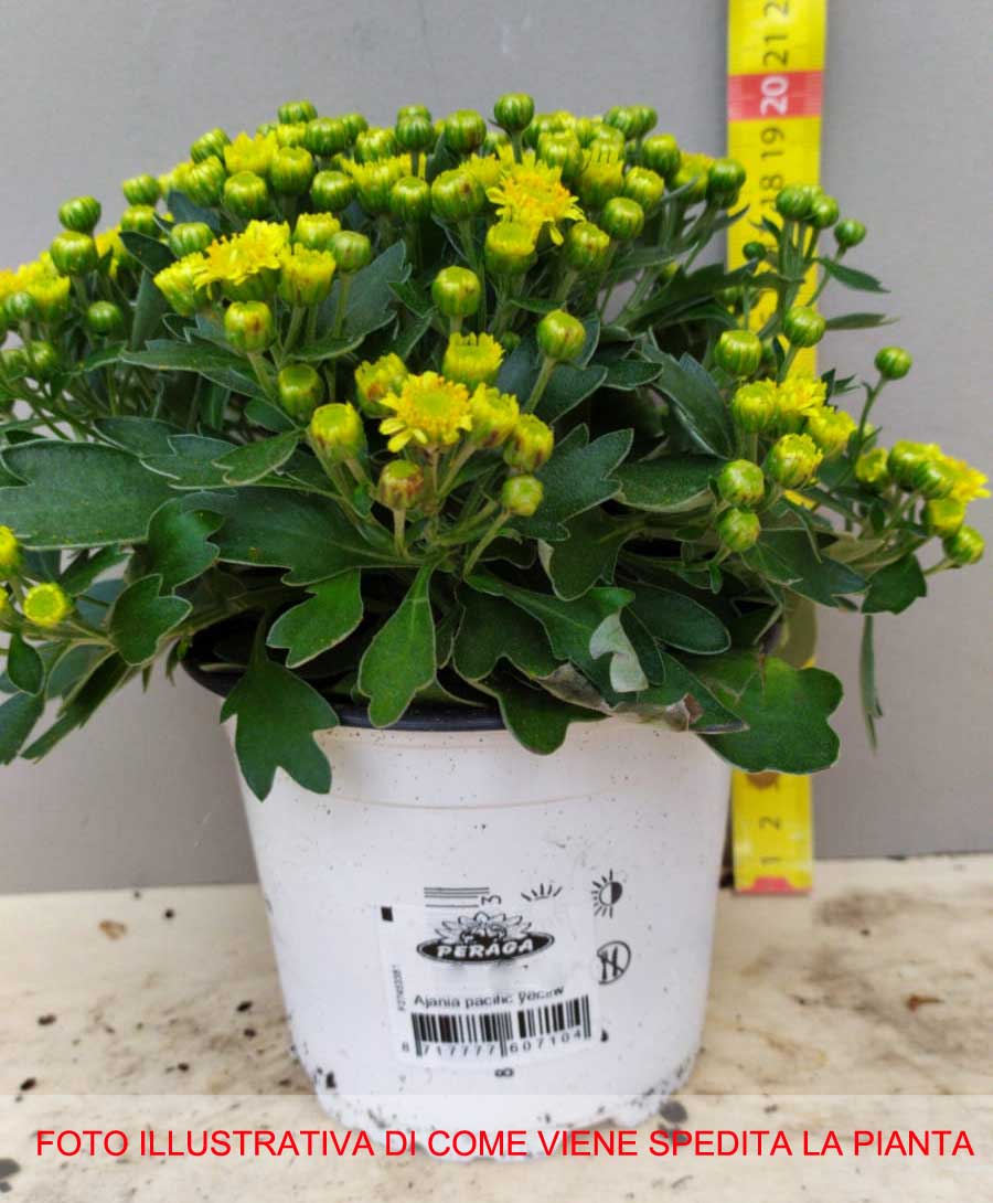 AJANIA PACIFIC GIALLA IN VASO 10CM