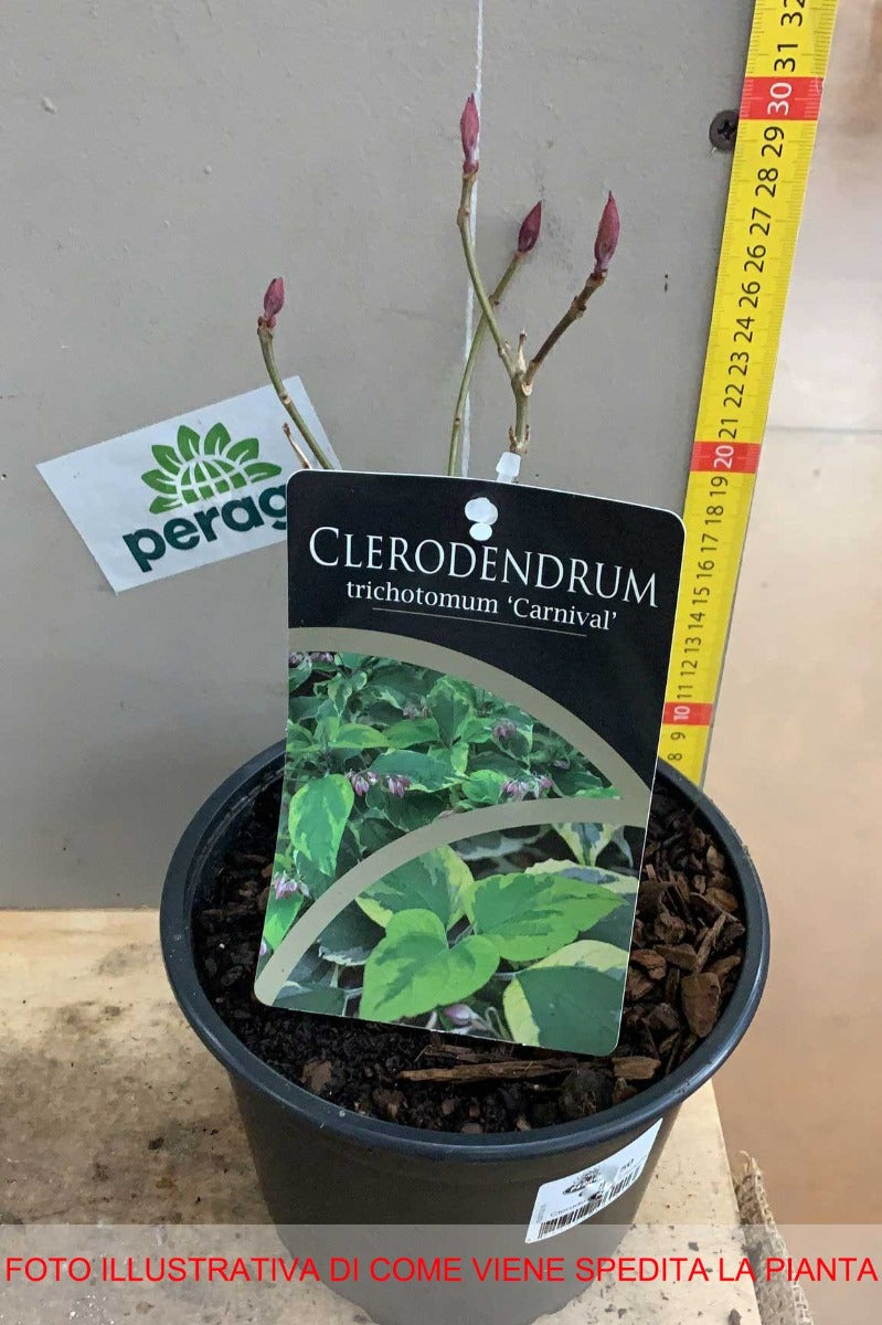 CLERODENDRUM TRICHOTOMUM CARNIVAL VASO 17CM