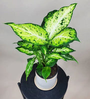 DIEFFENBACHIA AMY VASO 12CM