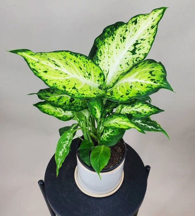 DIEFFENBACHIA AMY VASO 12CM