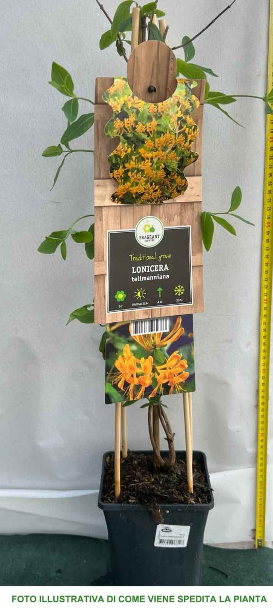 LONICERA CAPRIFOGLIO TELLMANNIANA VASO 17CM
