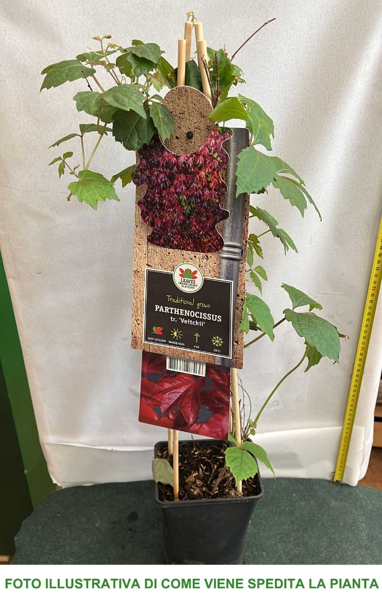 PARTHENOCISSUS TRICUSPIDATA VEITCHII VASO 17CM