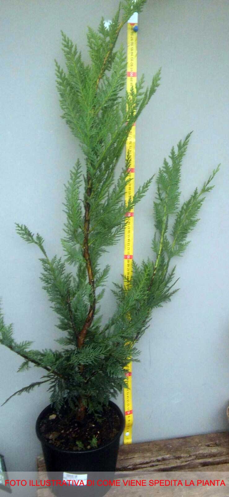 CUPRESSOCYPARIS CIPRESSO LEYLANDII VASO 18CM