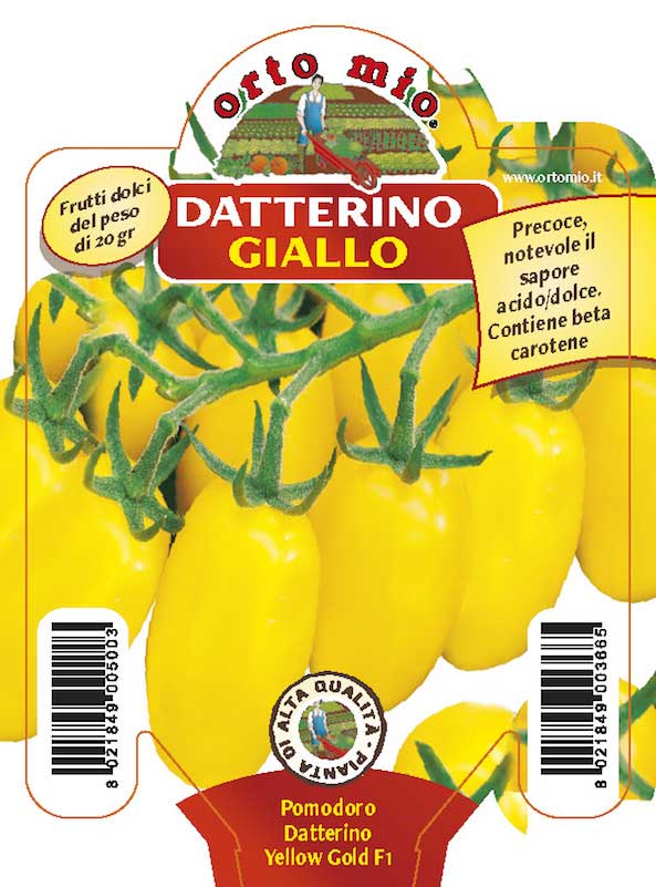 3 PIANTE IN VASO Ø10CM DI POMODORO DATTERINO GIALLO
