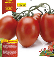 6 PIANTE IN PACK POMODORO OVALE CENCARA ORTOMIO
