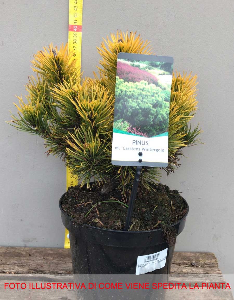 PINUS MUGO CARSTEN'S WINTER GOLD VASO 19CM