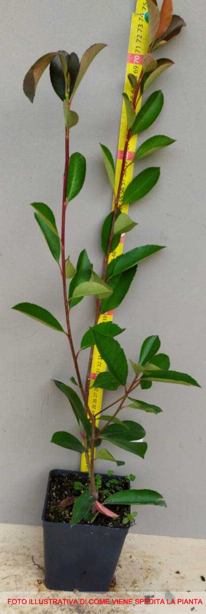 PHOTINIA DA SIEPE IN VASO 12CM