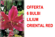 OFFERTA 6 BULBI LILIUM ORIENTAL RED