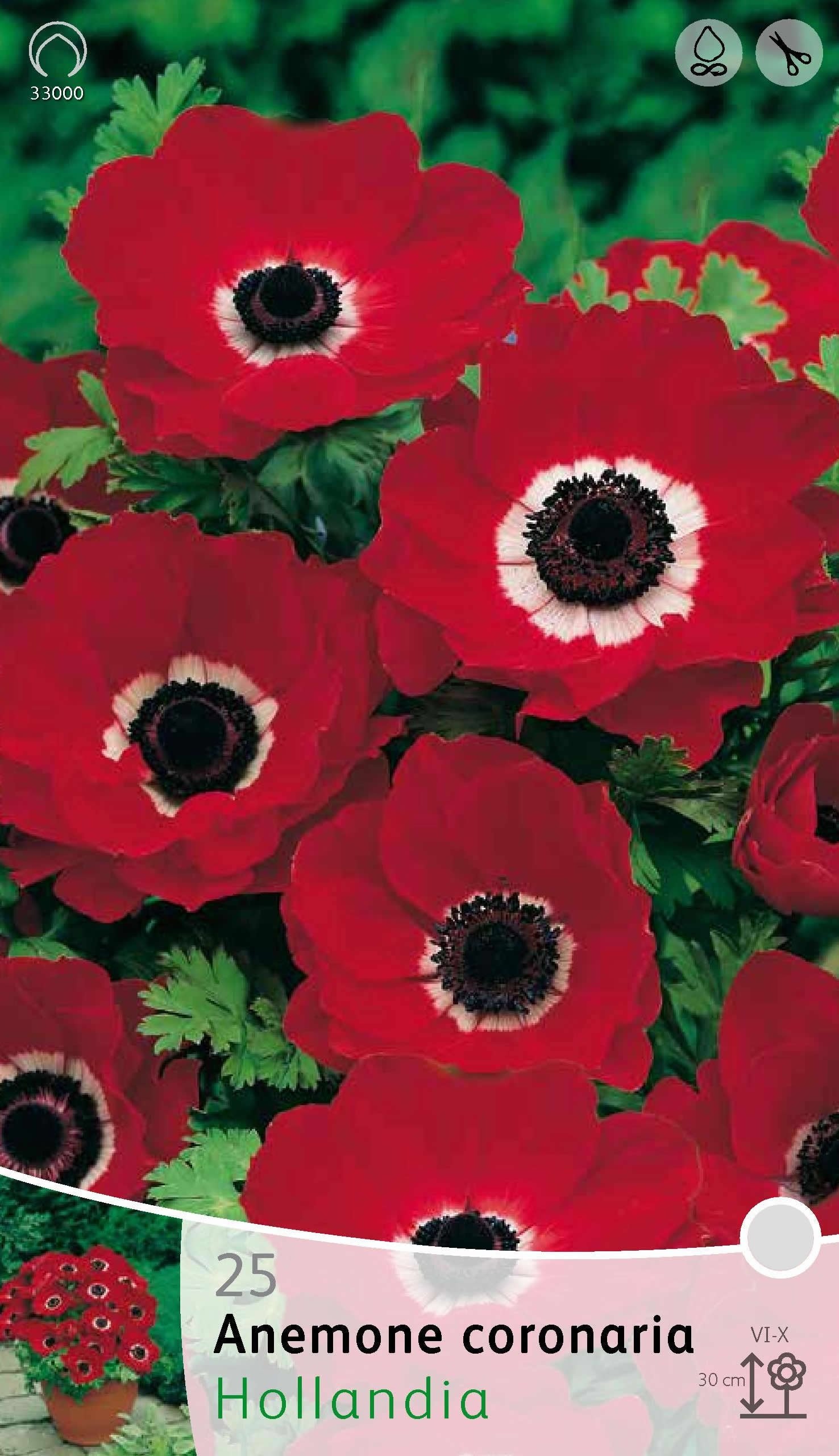 ANEMONE HOLLANDIA (CONFEZIONE 20 BULBI)