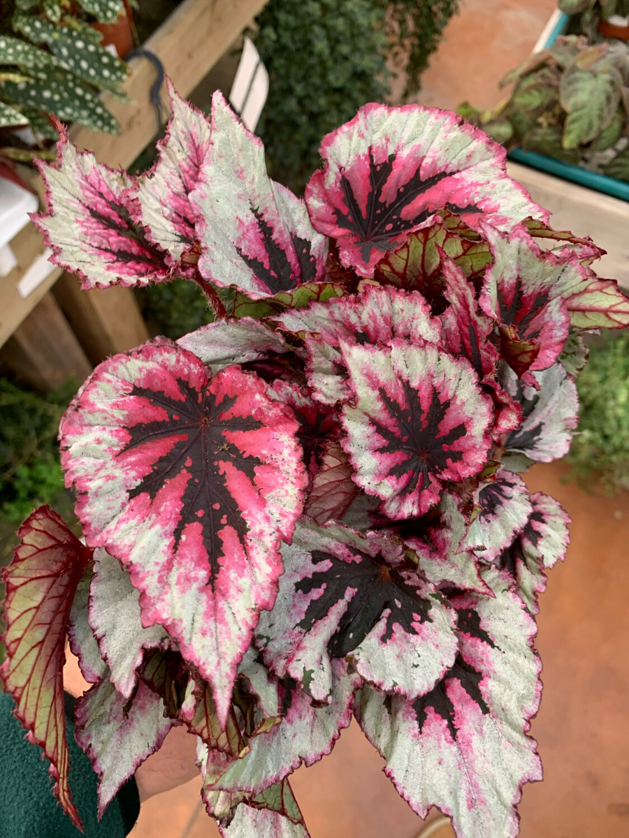 BEGONIA BELEAF COLORI ASSORTITI IN VASO 13CM