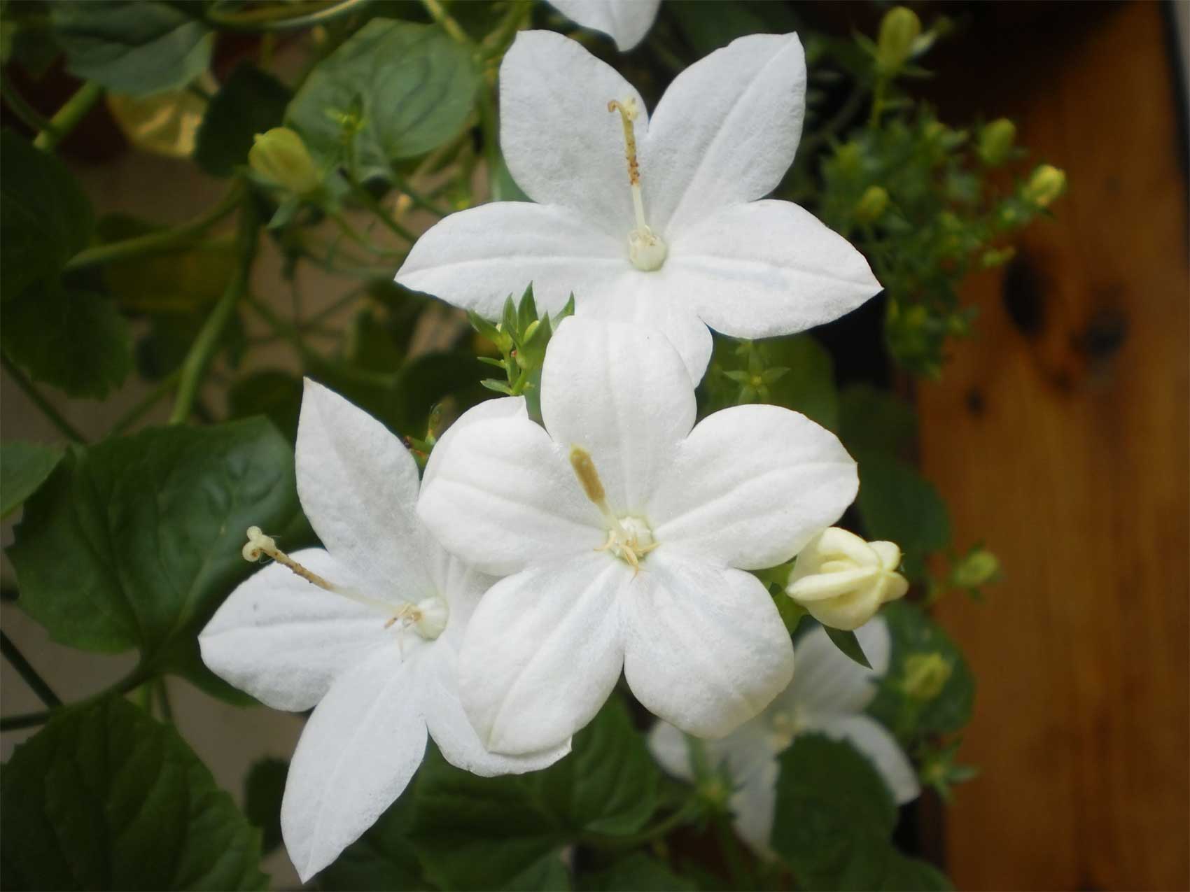 CAMPANULA ISOPHYLLA ATLANTA WHITE VASO 11CM