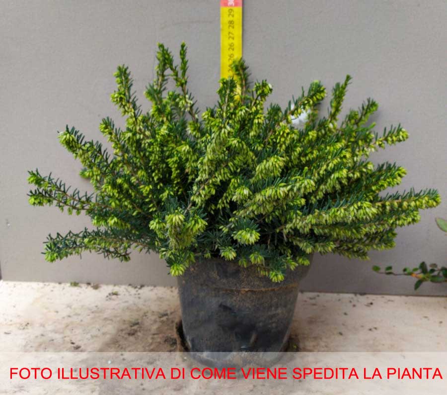 3 PIANTE ERICA DARLEYENSIS ROSSA VASO 13CM