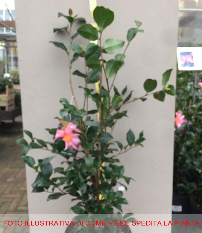 CAMELIA SASANQUA CLEOPATRA VASO 17CM