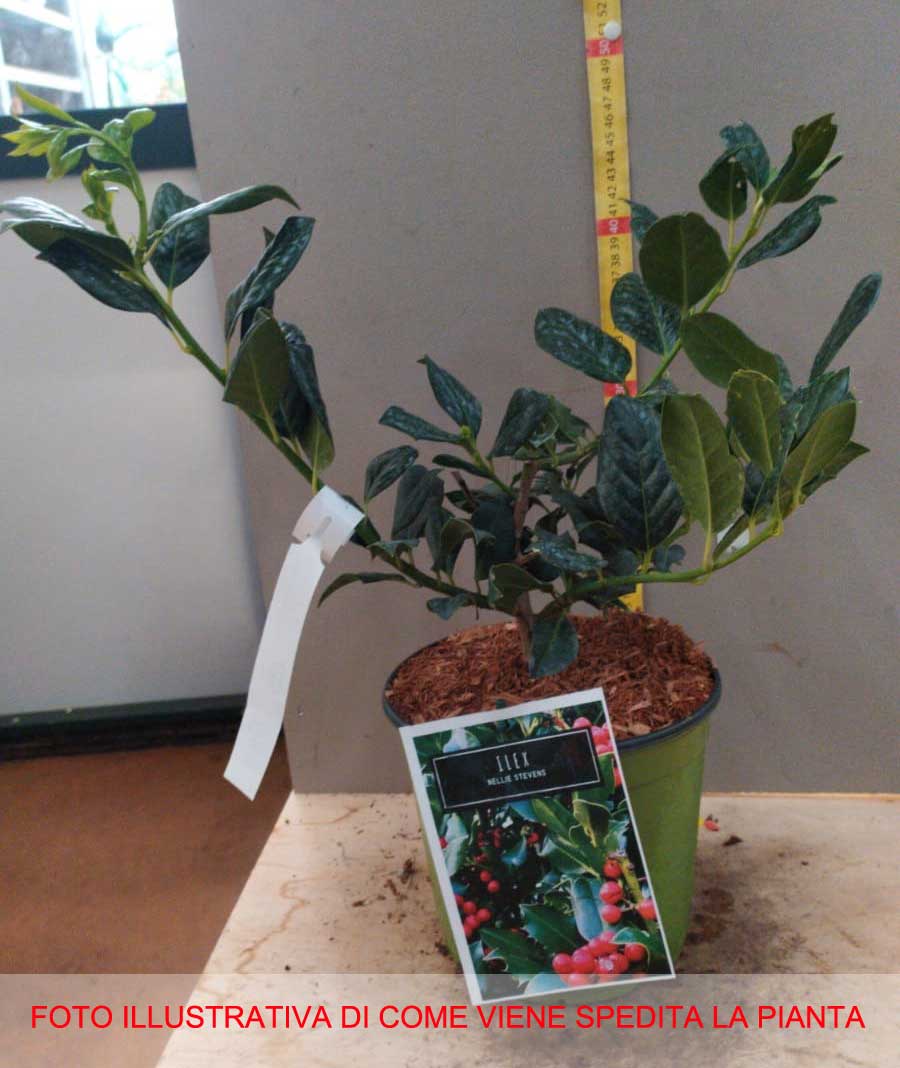 ILEX AGRIFOGLIO NELLIE STEVENS  VASO 18CM