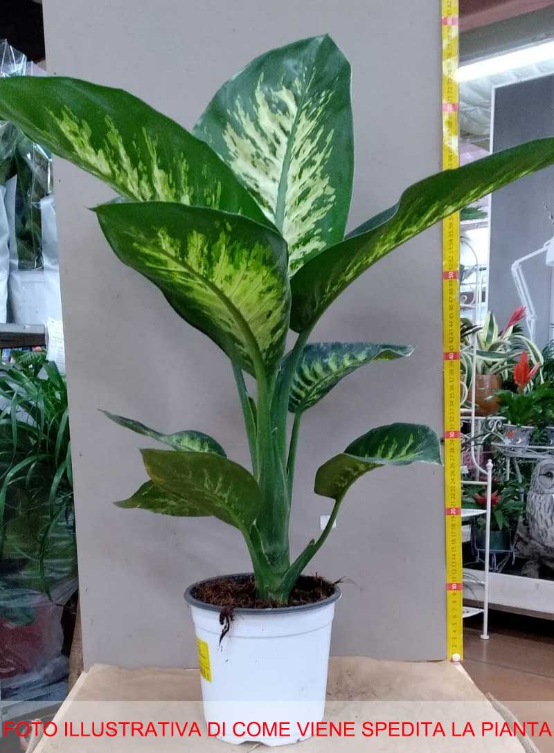 DIEFFENBACHIA VASO 17CM