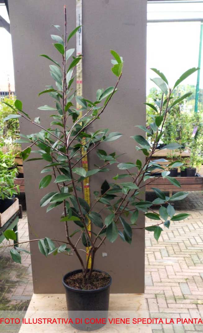 PHOTINIA DA SIEPE IN VASO 18CM
