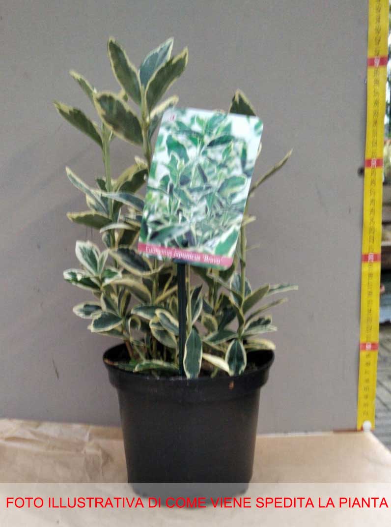 EUONYMUS JAPONICUS BRAVO VASO 17CM