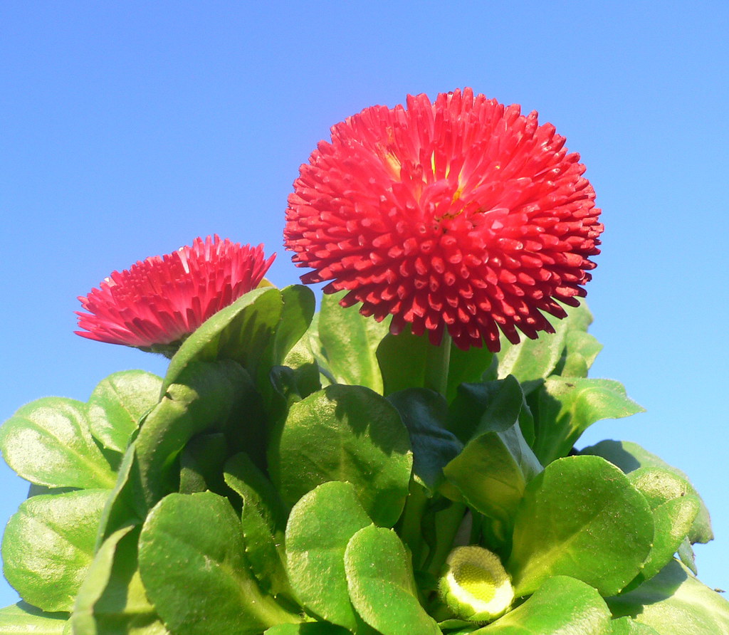 MARGHERITA PRATOLINA BELLIS ROSSA IN VASO 14CM