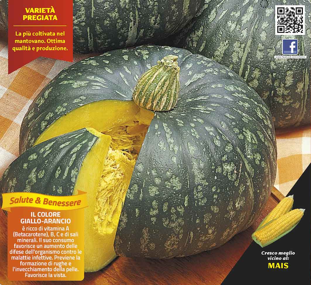 3 PIANTE IN VASO Ø10CM ZUCCA TONDA RUGOSA DELICA