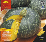 3 PIANTE IN VASO Ø10CM ZUCCA TONDA RUGOSA DELICA