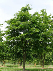 FAGUS FAGGIO SYLVATICA VASO 17CM