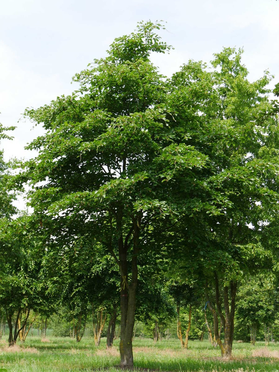 FAGUS FAGGIO SYLVATICA VASO 17CM
