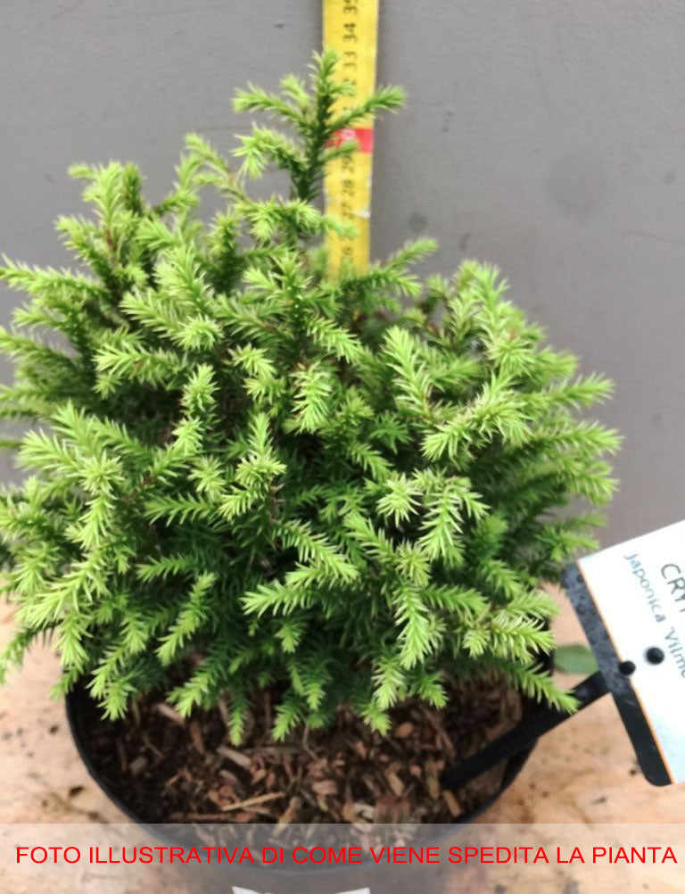 CRYPTOMERIA JAPONICA VILMORINIANA GOLD VASO 19CM