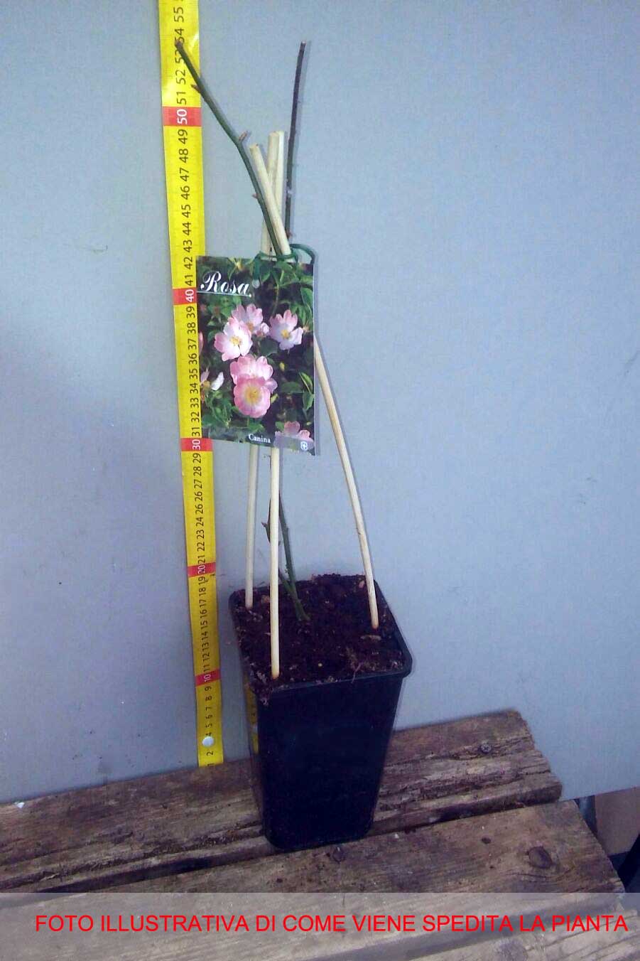 ROSA CANINA (1 PIANTA)