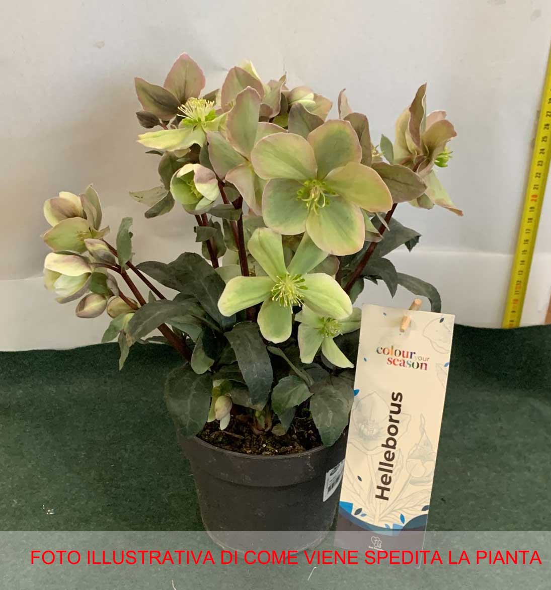 HELLEBORUS WINTER SUNSHINE VASO 15CM