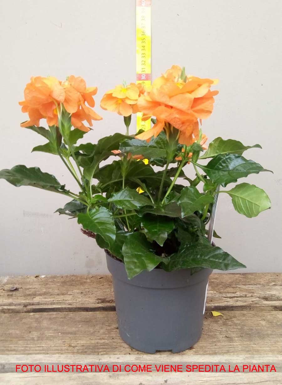 CROSSANDRA FORTUNA ARANCIONE VASO 13CM
